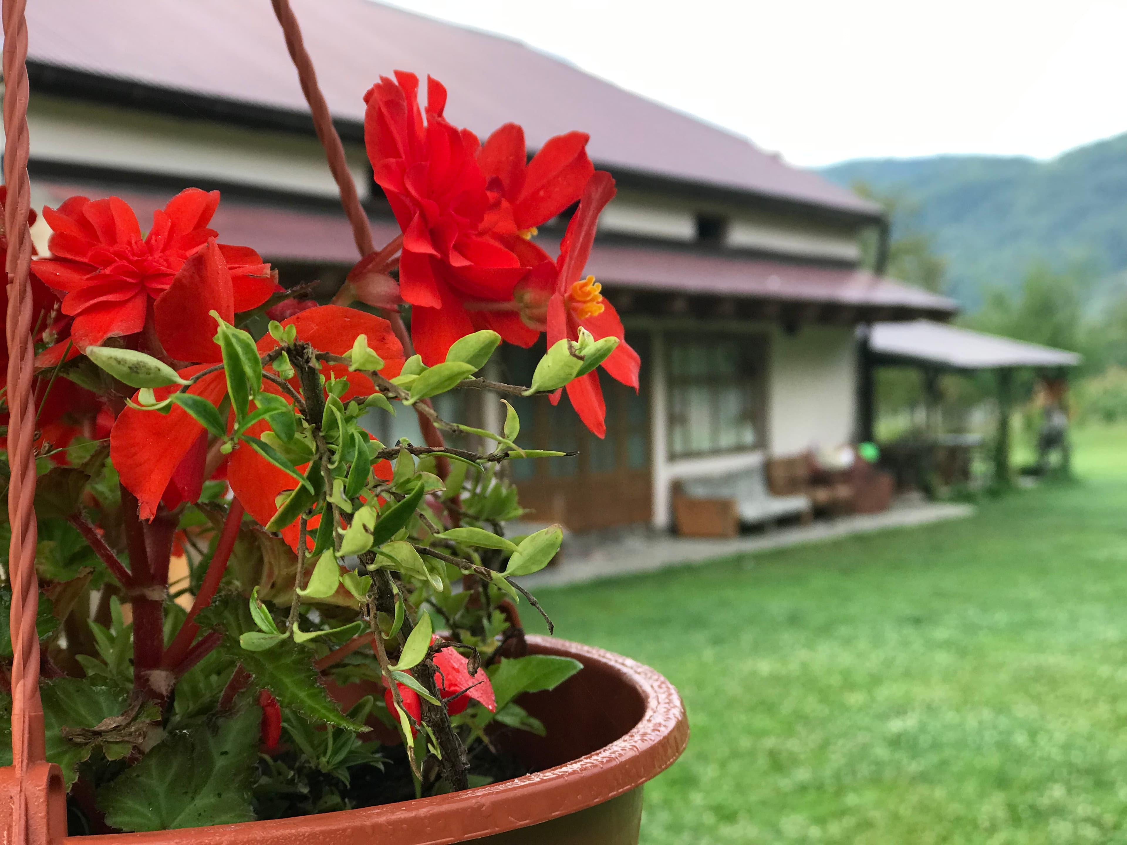 Будинок квіти